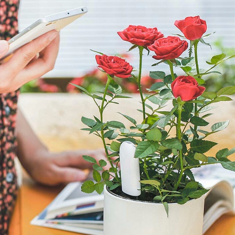 HHCC Blume Monitor Flora Garte – Smart Garden Xiaomi Bewertung und Preis