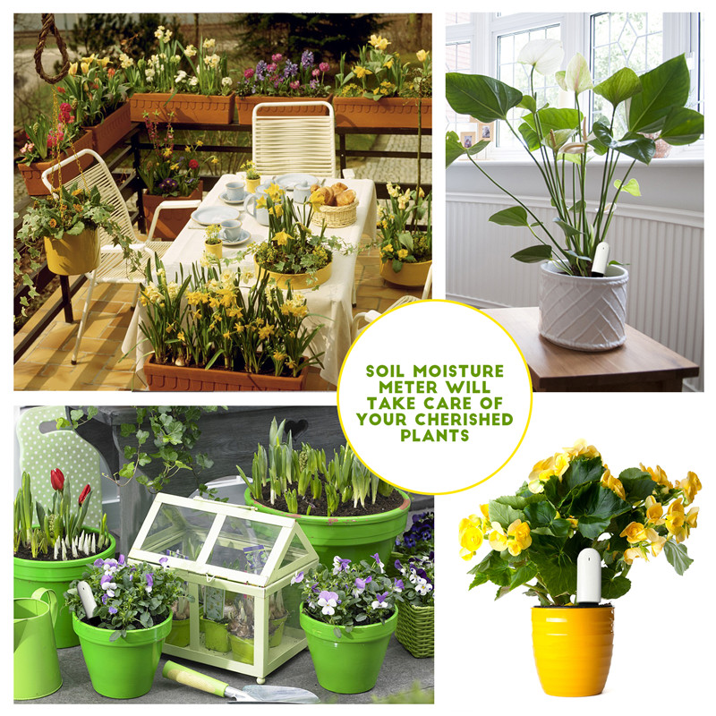 HHCC Blume Pflege Max Smart An – Smart Garden Xiaomi Bewertung und Preis